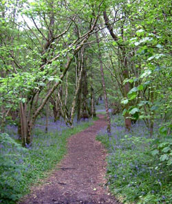 inchmahome-woods Inchmahome Woods by CS